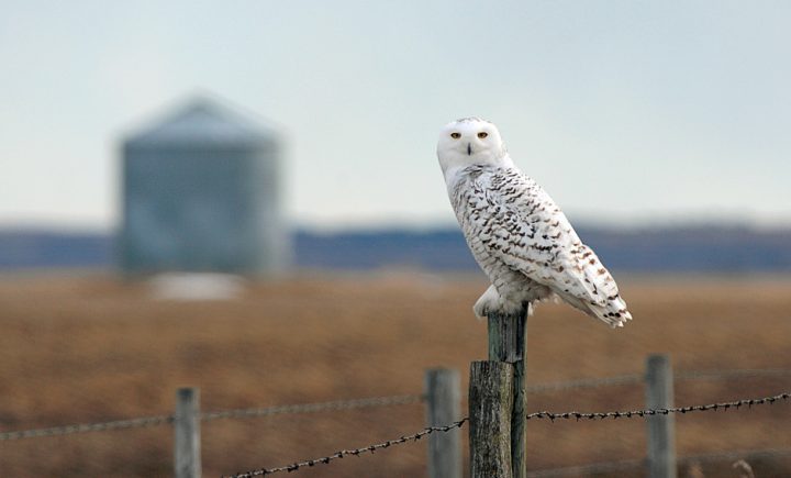 Snowy Owl by Ron Kube