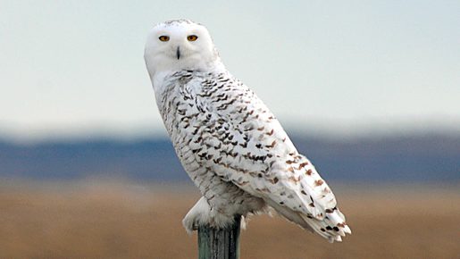 Arctic Tundra Snowy Owl