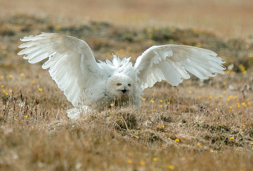 The adult threat display includes spread wings, ruffled feathers, and “barking” to warn off intruders. Photo by Dan Cox.