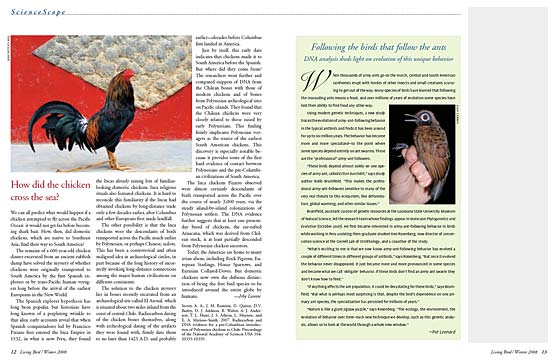 screenshot of Living Bird magazine