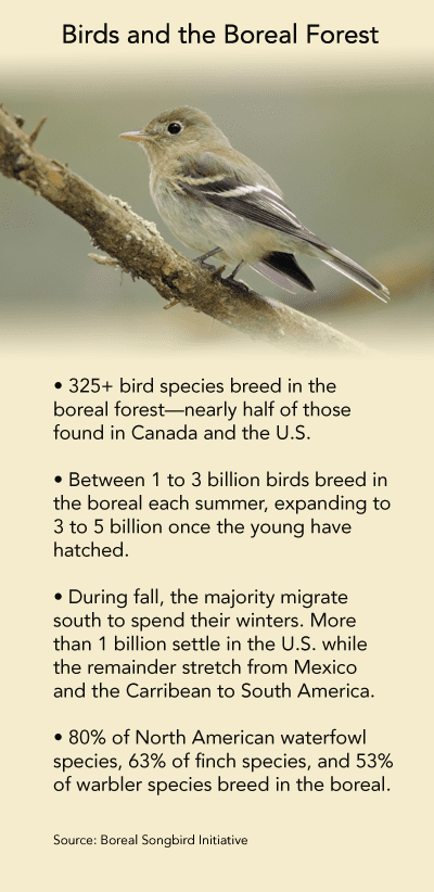 View facts about boreal birds