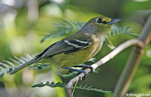 Both Thick-billed Vireo and Western Spindalis (next picture) are prized vagrants in Florida, but they