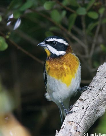 Most birders can dream of seeing Western Spindalis in the U.S.—or travel to the Bahamas and see dozens.