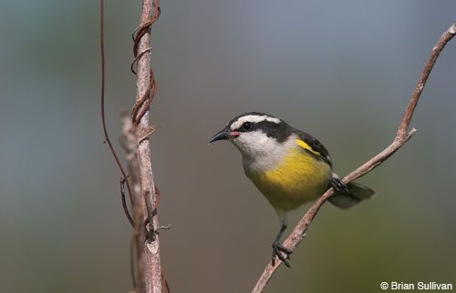 Colorful Bananaquits are ubiquitous on the "out islands," even visiting hummingbird feeders.