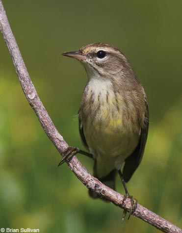 Palm Warblers are one of the most common North American migrants.