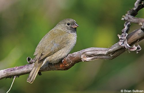 Tiny Black-faced Grassquits feed quietly along the grassy edges of dirt roads.