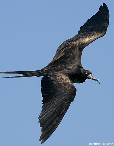 Magnificent Frigatebirds glide high overhead on sunny days, cruising in search of a meal.