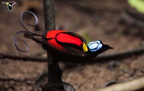 From peacocks to birds-of-paradise, many male birds have evolved extreme forms of fanciness.