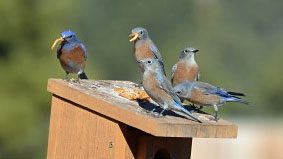These Western Bluebirds may all look the same to us, but they all have unique voices. Photo by Pam Koch from Flagstaff, AZ.