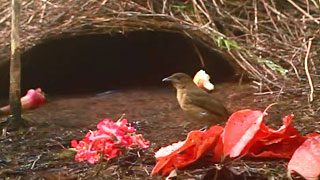 vogelkop bowerbird by tim laman
