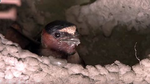 Cliff Swallows Build Nests From Mud