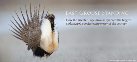 Greater Sage-Grouse by Gerrit Vyn