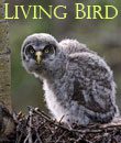 Living Bird, storing 2009