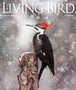 Living Bird, winter 2010
