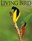 Living Bird, storing 2012