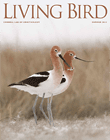 Living Bird, summer 2013