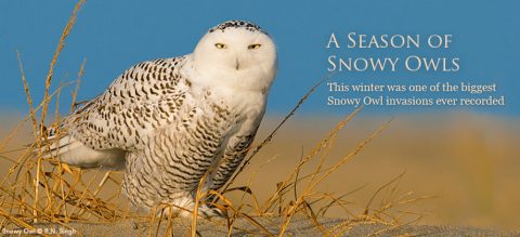 Snowy Owl by B. N. Singh