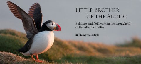 Atlantic Puffin by Chris Linder