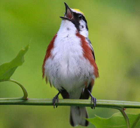 Singing Chestnut-sided Warbler