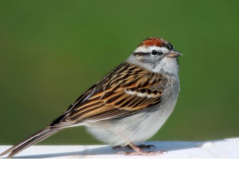 A chipping sparrow considers whether or not to help his neighbor defend a territory