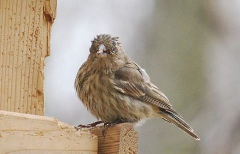 A House Finch with eye disease