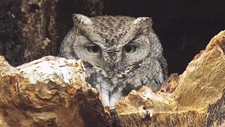 Western Screech Owl