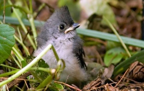 This fledgling Tufted Titmouse has a long road to maturity and reproduction, but there are ways to help it along the journey