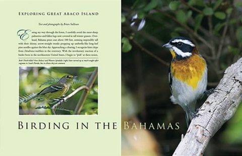 birding in the bahamas