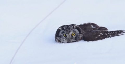 boreal owl hunting - video
