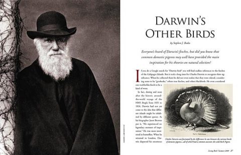 Charles Darwin pigeons and evolution