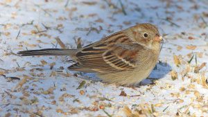 Field Sparrow by Bob Vuxinic/PFW