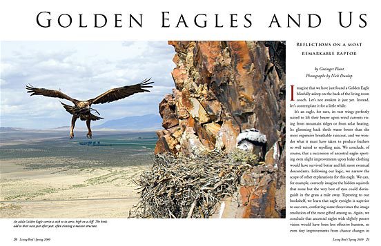 golden eagles reproduction and humans
