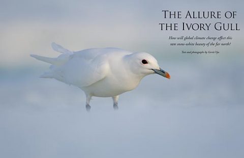 ivory gull faces environmental change