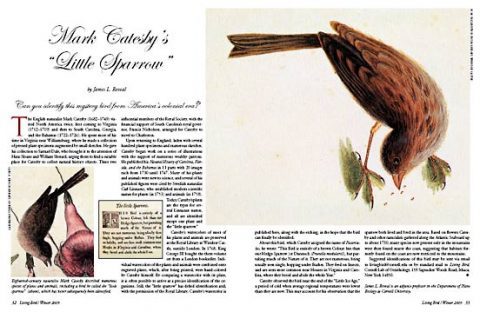 Mark Catesby mystery sparrow