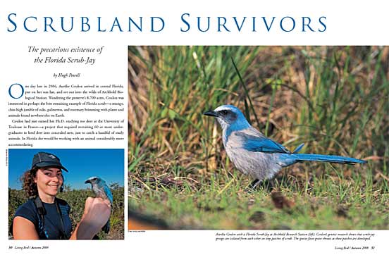 Florida scrub jay conservation