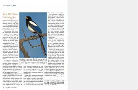 magpies dying of west nile virus