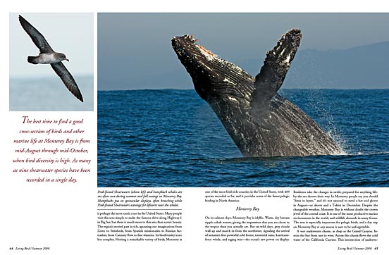 humpback whale breaches in monterey bay