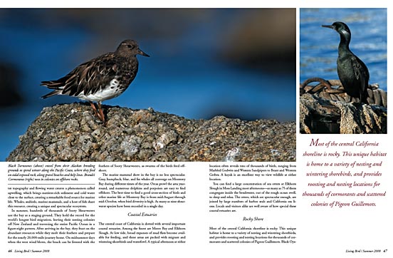 black turnstone and brandt's cormorant in california