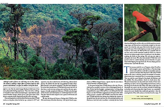 bird watching in northern peru