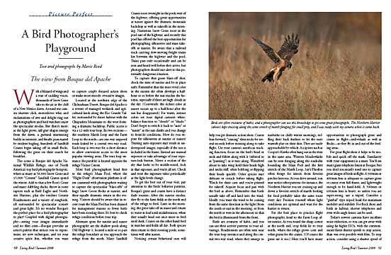 bird photography at bosque del apache new mexico