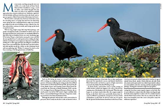 author charles eldermire and study subjects - black oystercatchers