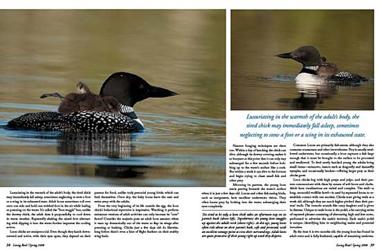 Loon chick on parent