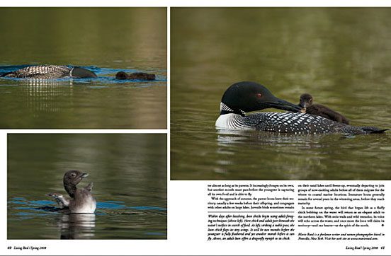 tiny loon chick spreads wings