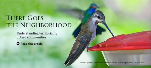 hummingbirds by Lois Manowitz