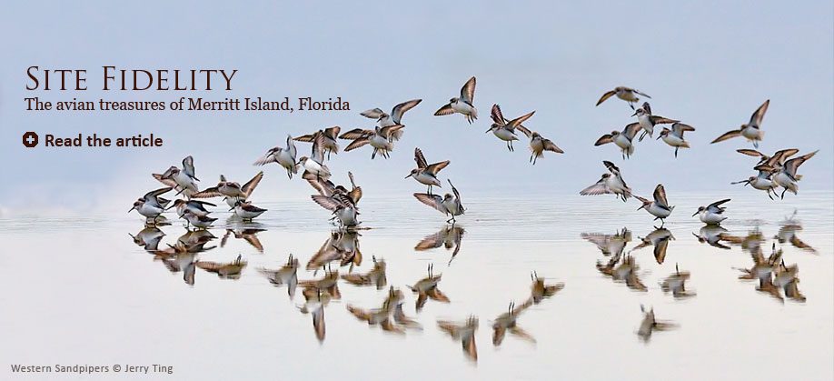Western Sandpipers by Jerry Ting