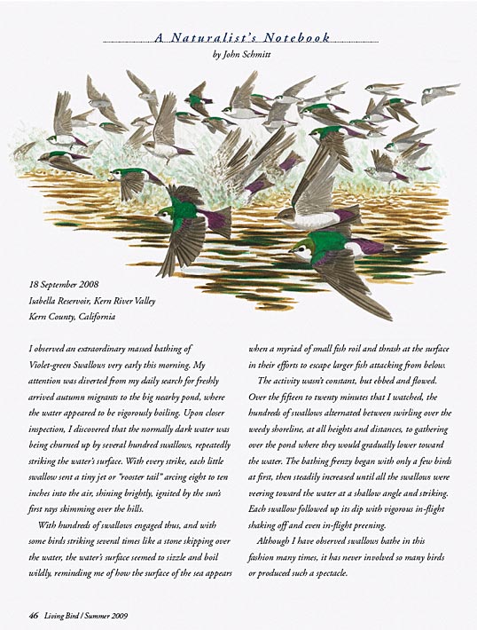 john schmitt naturalist's notebook tree swallows