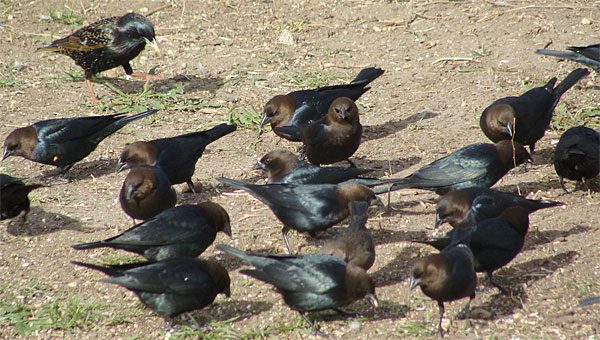 cowbirds and starling flock