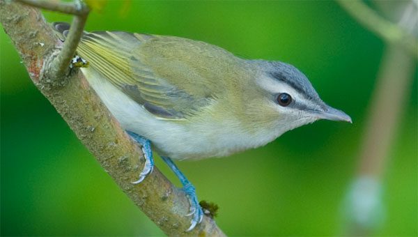 vireo red eyed