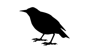 starling silhouette