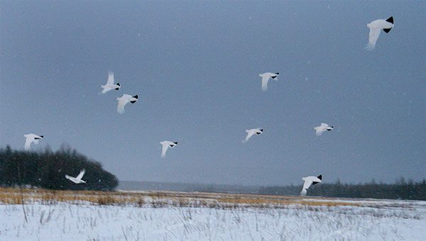 ptarmigan flock grouse snow